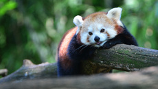 Kleiner_Panda (4).jpg